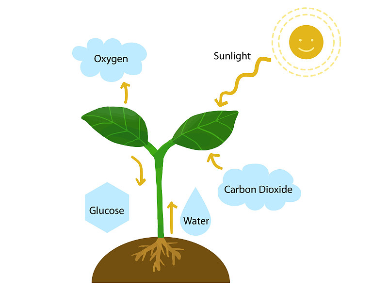 绘画插图,光合作用,植物群,生物学,环境保护,葡萄糖,细胞,氧气,二氧化碳,植物