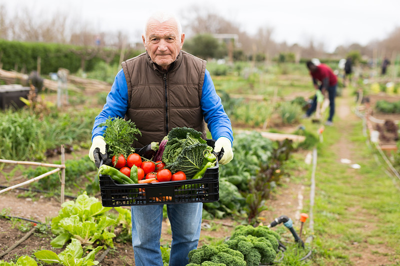 蔬菜,园艺,老年人,拿着,盒子,老年男人,农业,食品,肖像,业余选手