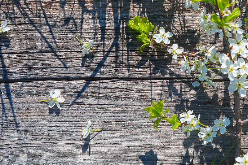 背景,木制,白色,樱之花,风景,清新,边框,樱桃,春天,植物