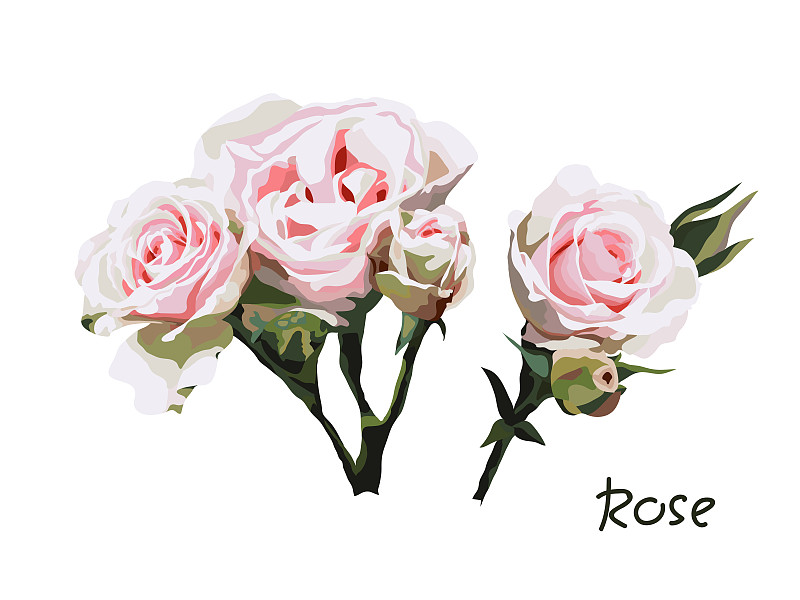 玫瑰,柔和,粉色,华丽的,请柬,贺卡,清新,背景分离,模板,自然美
