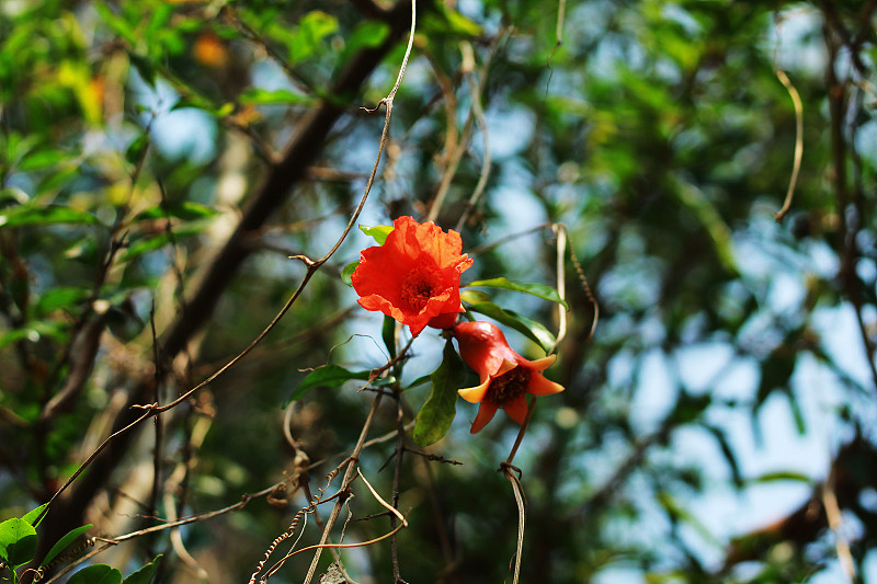 石榴,花