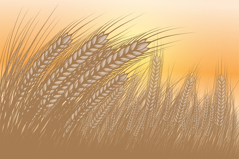 大麦,矢量,背景,抽象,农业,热带气候,泰国,简单,熟的,农场