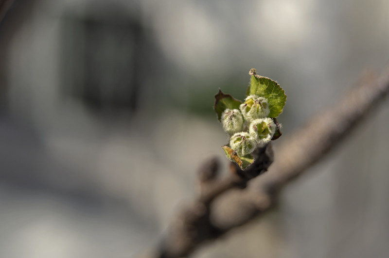 苹果树,新生活,水果,花蕾,苹果,自然美,非凡的,秧苗,小的,花