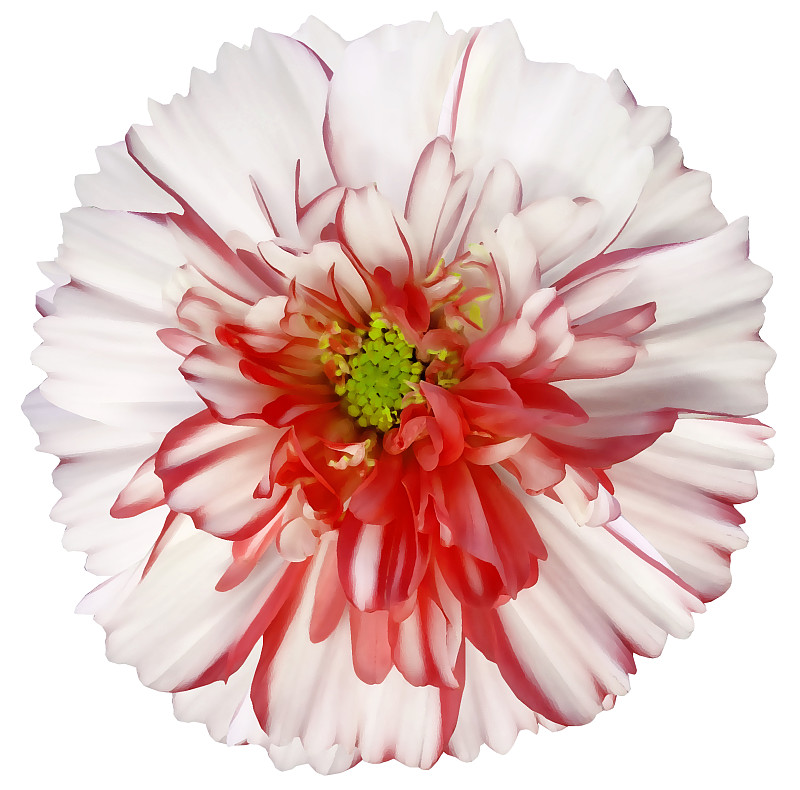 雏菊,自然,阴影,花,白色背景,背景分离,特写,红色,分离着色,花