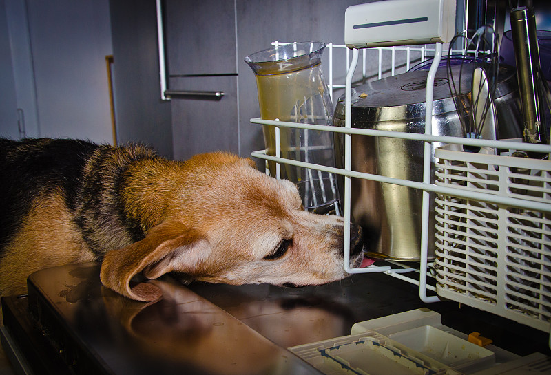 比格犬,可爱的,狗,洗餐具,洗碗机,舔