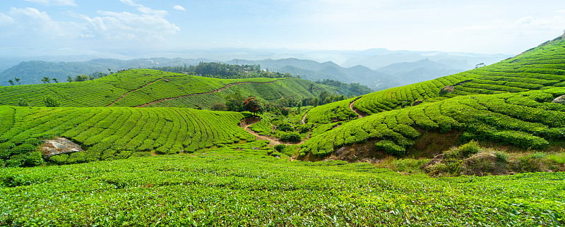 慕那尔,茶树,山谷市