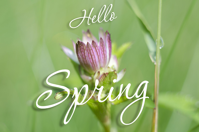 春天,秧苗,紫色,你好,植物,户外,鲜绿色,草地,花,摄影