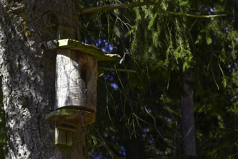 木制,小鸟笼,古老的,树