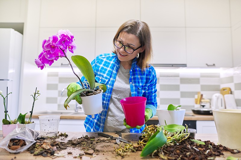 兰花,植物,锅,女人,花,关爱