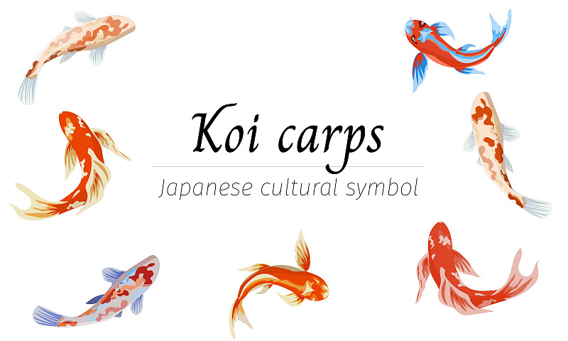 日本,鱼类,绘画插图,锦鲤,扁平化设计,矢量,贺卡,白色背景,问候