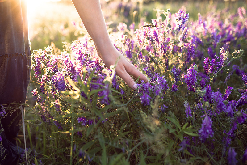 女孩,草,手,田地,高大的,紫色,花,触摸