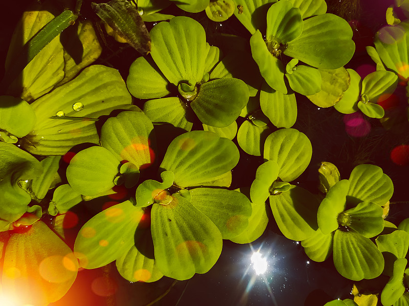 特写,绿色,尼泊尔,水生植物,池塘