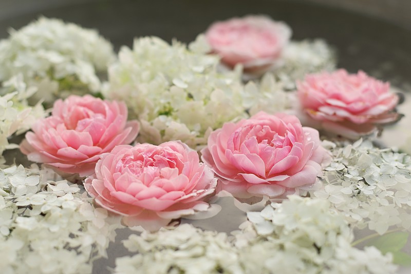 特写,粉色,玫瑰,白色,八仙花属,水滴,花,涉水
