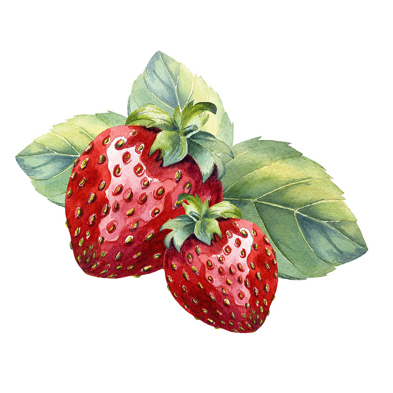 草莓,白色背景,水彩画