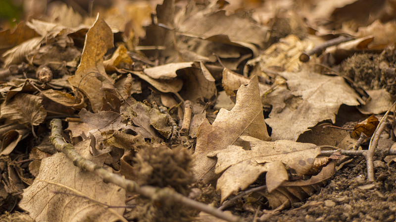 叶子,森林,褐色,腰部以下,九月,十月,死的,环境,落下