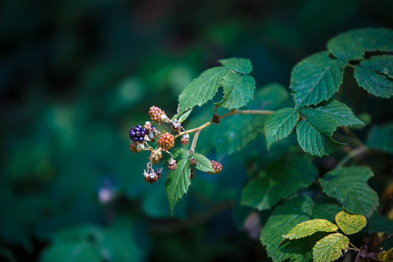 黑刺莓,枝,熟的,绿色背景,浆果,生物学,农业,清新,食品
