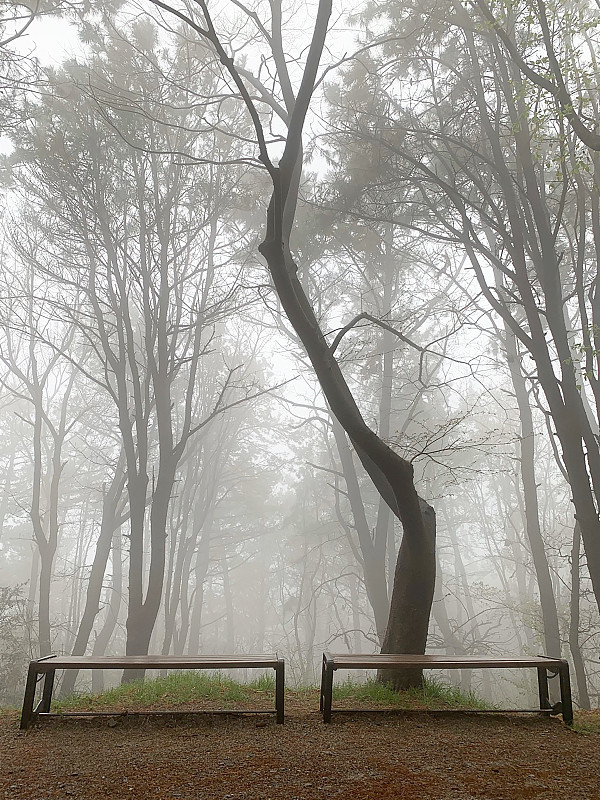 雾,森林,秘密,怪异,安静,暗色,长椅,惊骇,环境,天气