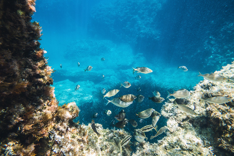 海洋,鱼类