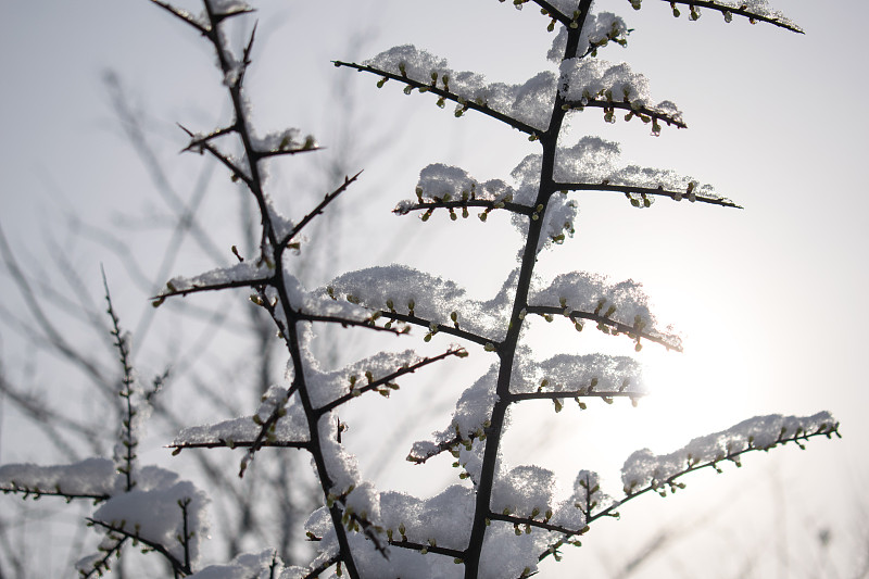 枝,雪,寒冷,贺卡,一月,环境,霜,天气,背景