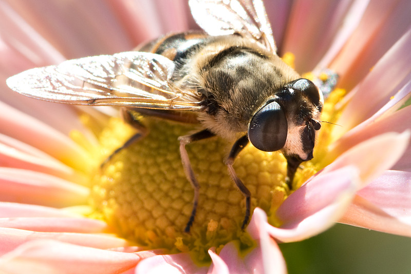 昆虫,特写,春天,仅一朵花,清新,一个物体,野生动物,大黄蜂,翅膀