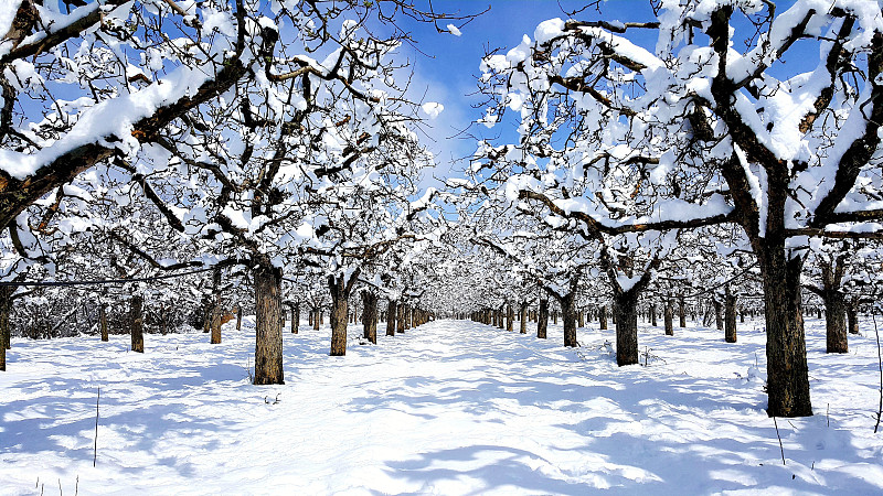 雪,苹果园,农业,清新,一月,环境,枝繁叶茂,农场,覆盖