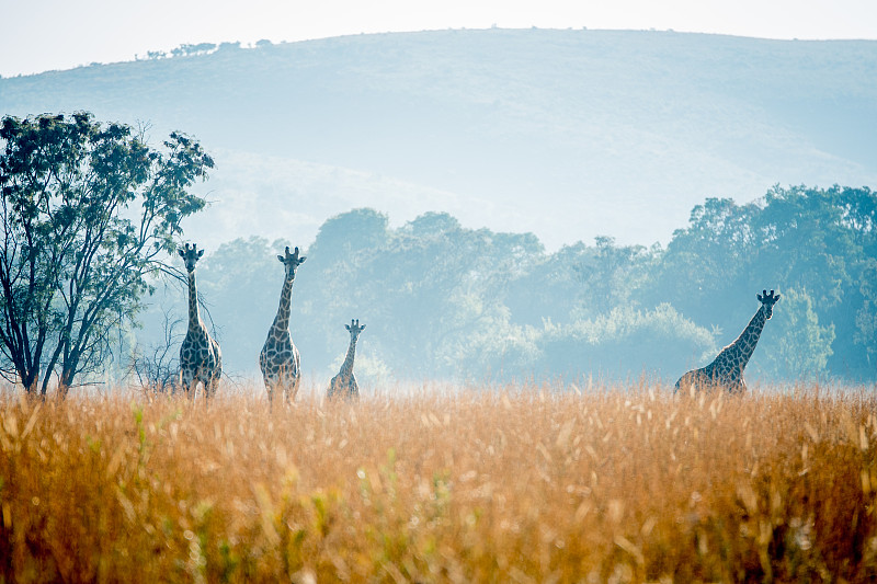长颈鹿,非洲,草,陆地,农业,云,熟的,哺乳纲,肯尼亚,动物