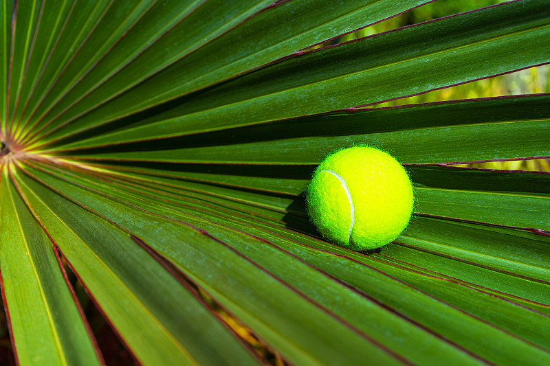网球运动,网球,背景,计划书,鸡尾酒,棕榈叶,旅途,休闲游戏,运动,球