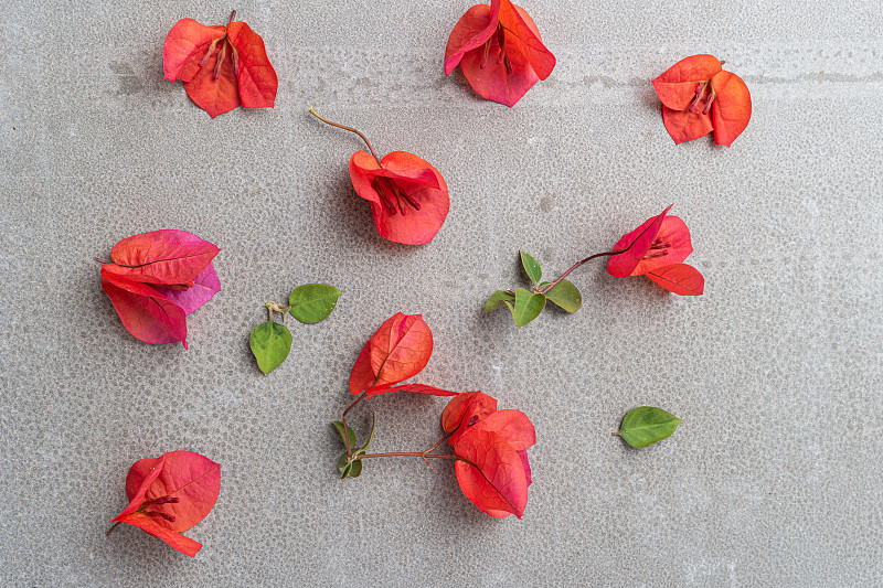 特写,粉色,三角梅,红色,花,背景,树,花