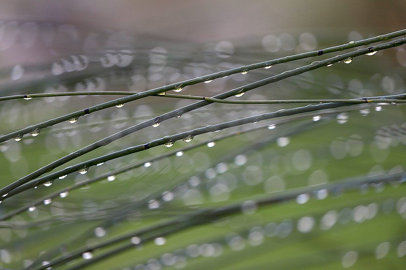 雨滴,灯心草,信笺针,纯净,草,刀刃草,植物,户外,草地,雨季