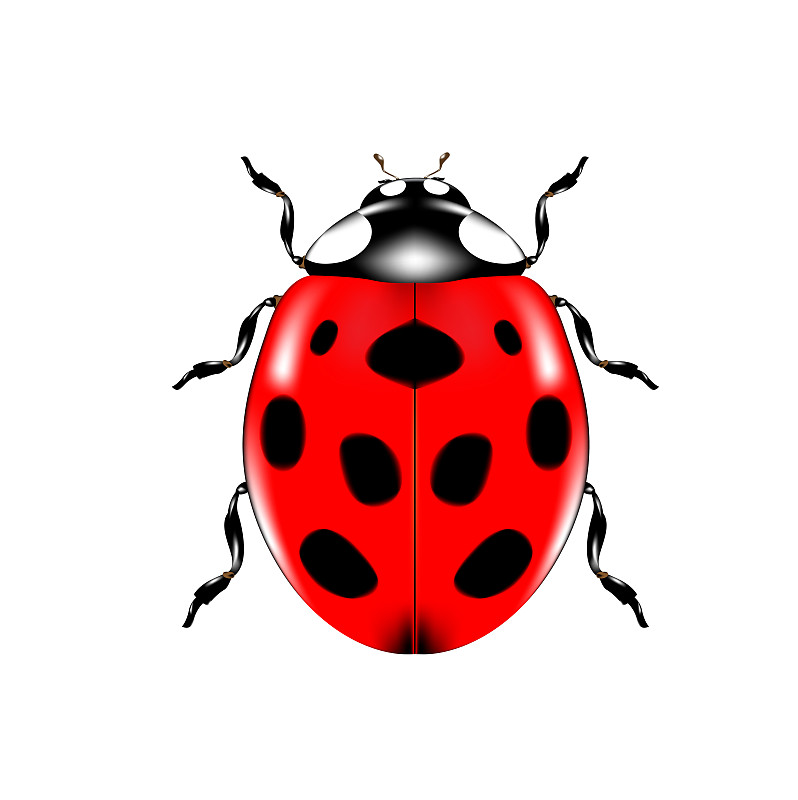 红色,自然,计算机图标,昆虫,白色背景,瓢虫,甲虫,分离着色,符号