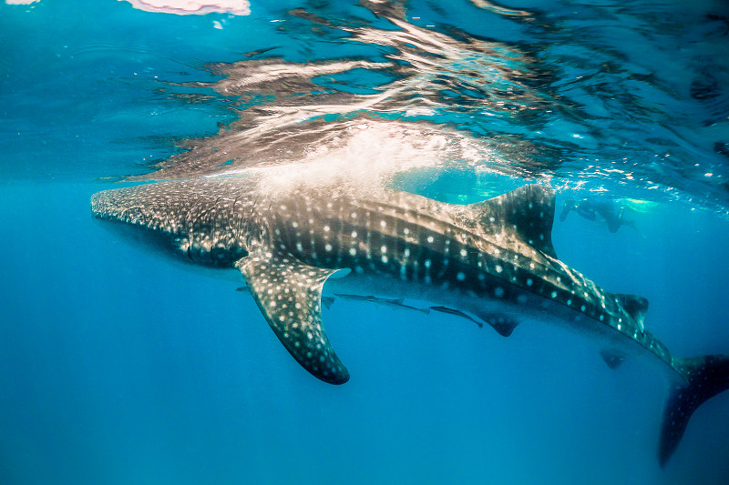 野外动物,海洋,鲸鲨,开着的,运动,潜水镜,海洋生命,热带气候,呼吸管,游泳