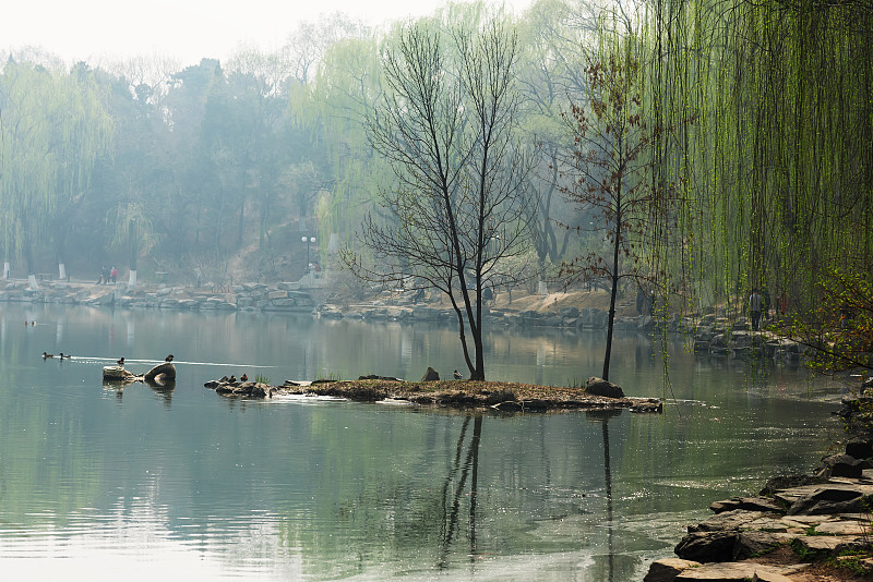 北京大学,春天,校园,北京,公园,枝繁叶茂,草,鸟类,中国,植物