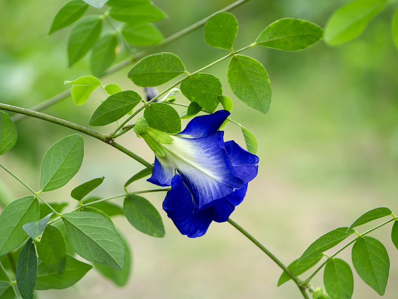 蝴蝶,蓝色,豌豆花,侧面视角,自然界的状态,热带气候,泰国,枝繁叶茂,有蔓植物,着色