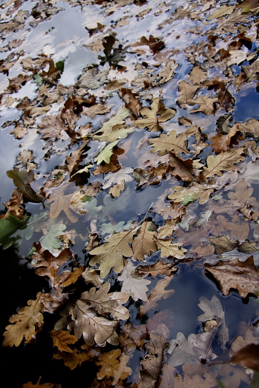 叶子,秋天,清新,环境,橙色,英国,池塘,自然美,湖,涉水
