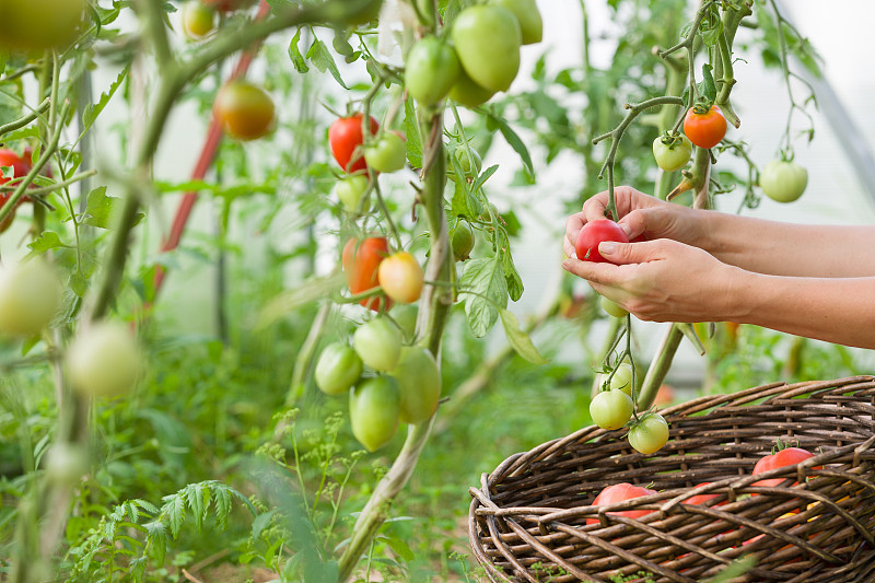 西红柿,女人,手,有机食品,菜园,清新,园艺,农民,采摘
