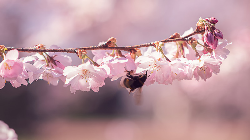 蜜蜂,樱桃树,特写,春天,清新,野生动物,一只动物,自然美,花