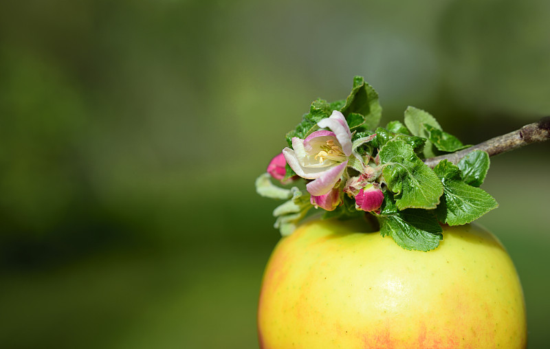 苹果树,叶子,苹果,绿色背景,留白,黄色,苹果花,大特写,明亮,握紧