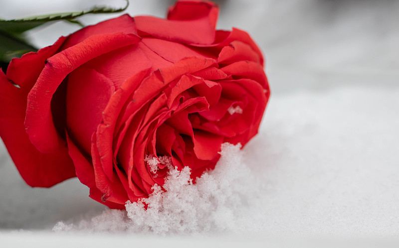 雪,在下面,玫瑰,数字1,背景,寒冷,清新,一个物体,花