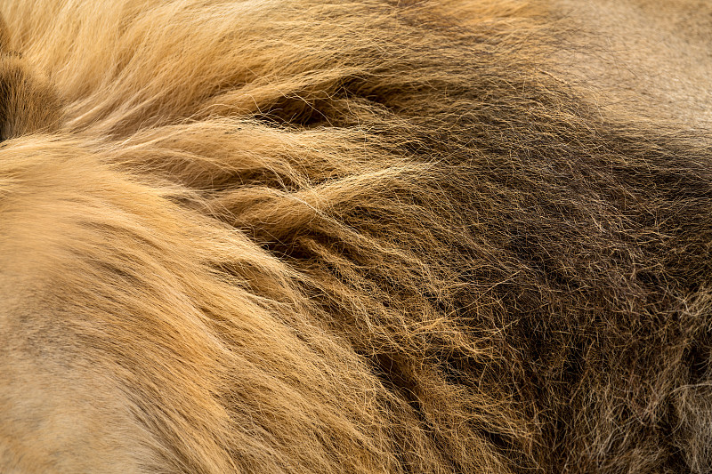 狮子,鬃毛,雄性动物,褐色,头发,巨大的,黑色,黄色,纹理效果,部分