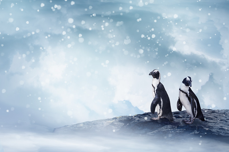 企鹅,可爱的,雪,两只动物,岩石,请柬,贺卡,云,动物,站
