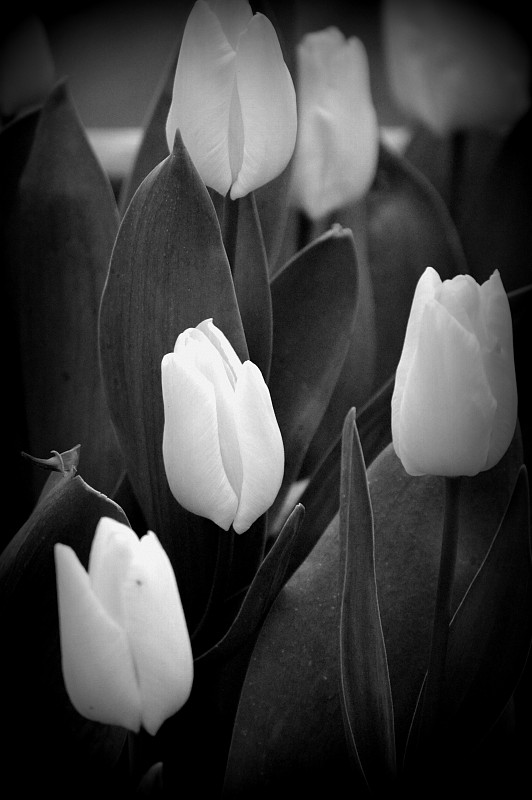 白色,郁金香,黑白图片,纯净,想法,植物,宁静,相伴,离开