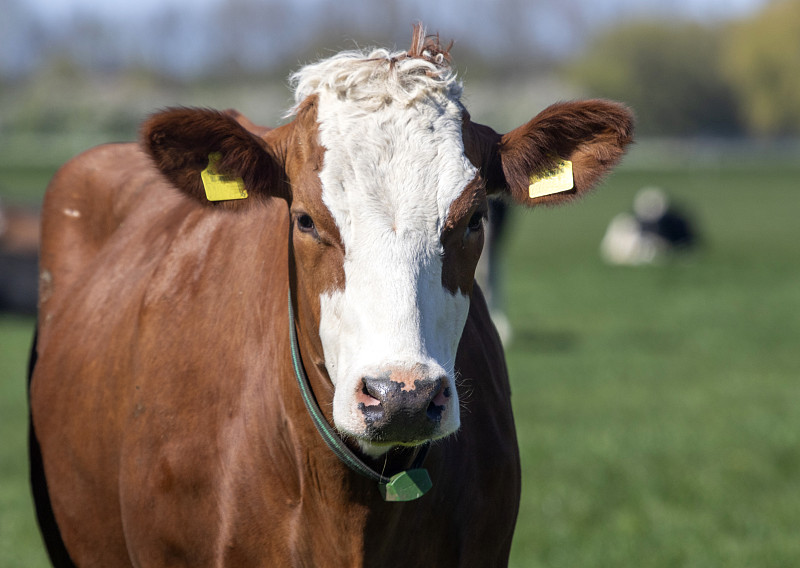 荷兰,乳牛,春天,农业,奶制品,牛奶,肖像,哺乳纲,草,弗里斯兰奶牛