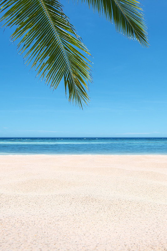 背景,万里无云,棕榈叶,沙子,海滩,鸡尾酒,纹理效果,热带气候,泰国,印度洋