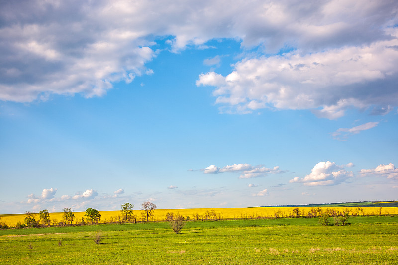 天空,春天,多色的,油菜花,云,自然美,田地,农业,草坪,云景