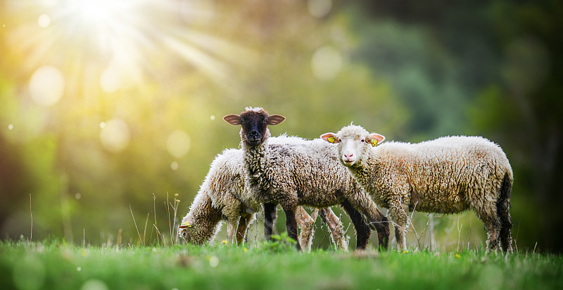 羊羔,草地,草,绿色,动物群,农业,可爱的,简单,哺乳纲,牛