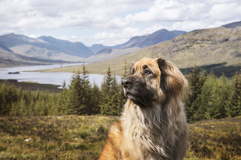 苏格兰,狗,leonberger,自然美,前面,风景,注视镜头,周末活动,纯种犬,肖像