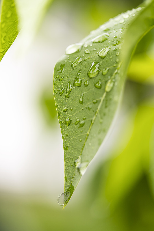 水滴,背景,雨,清新,绿色,叶子,自然,草,植物,流动