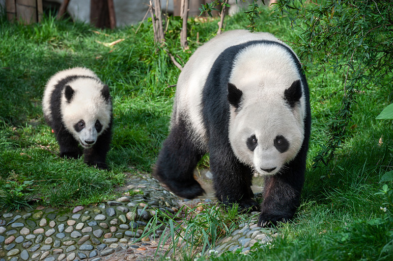 幼兽,熊猫,母亲,可爱的,濒危物种,家庭,父母,野生动物,哺乳纲,草