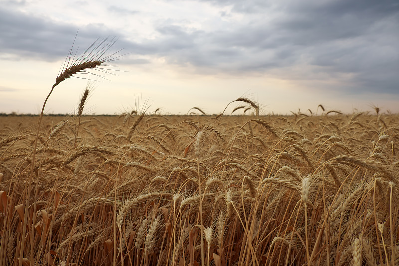 小麦,自然,金色,农作物,田地,地形,自然美,人的耳朵,特写,背景