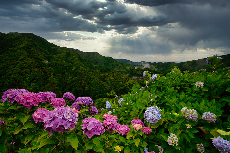 八仙花属,地形,自然美,日本,移轴摄影,云景,品红色,云,简单,色彩鲜艳